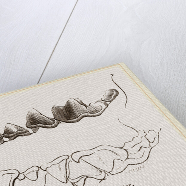 Teeth of Otter by Anonymous