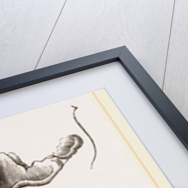 Teeth of Otter by Anonymous