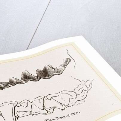 Teeth of Otter by Anonymous
