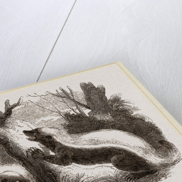 Cape Ratel by Anonymous