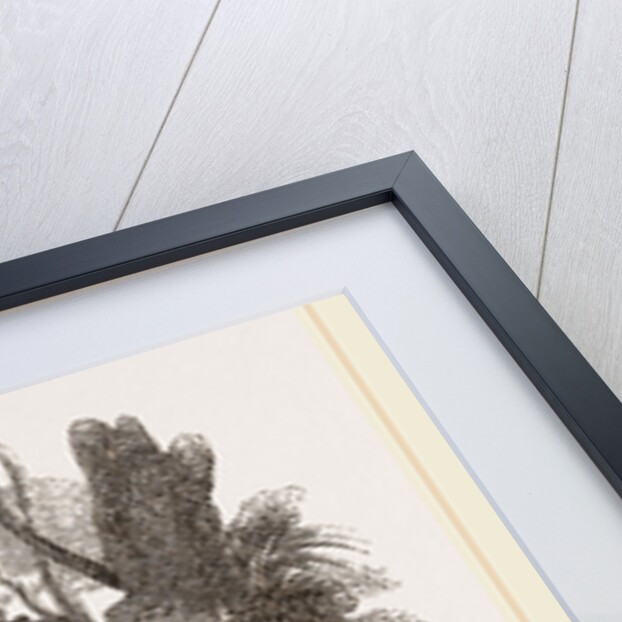 Cape Ratel by Anonymous