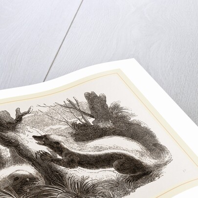 Cape Ratel by Anonymous