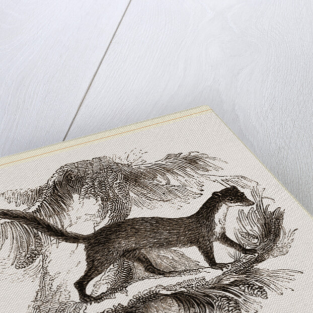 Pine-Marten by Anonymous