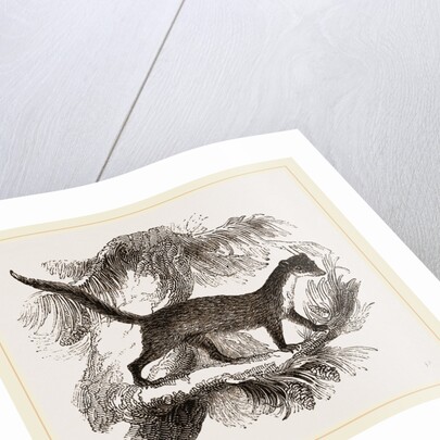 Pine-Marten by Anonymous