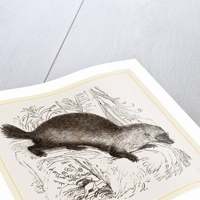 Glutton by Anonymous