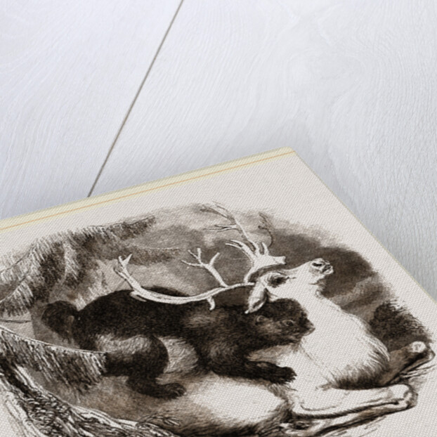 Glutton and Rein-deer by Anonymous