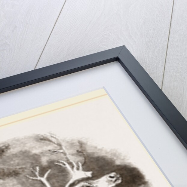 Glutton and Rein-deer by Anonymous