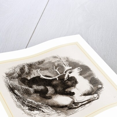 Glutton and Rein-deer by Anonymous