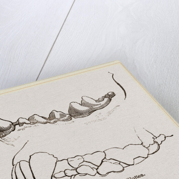 Teeth of Glutton by Anonymous