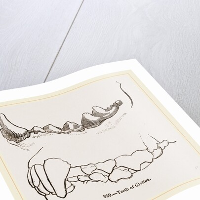 Teeth of Glutton by Anonymous