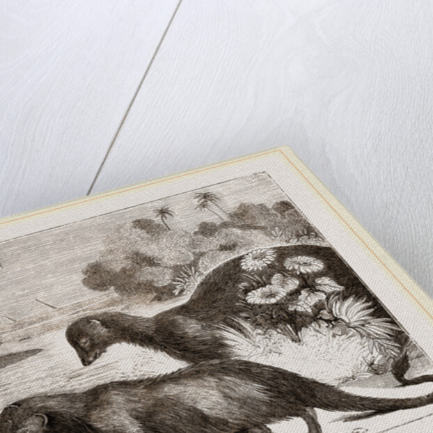 Egyptian Ichneumons by Anonymous