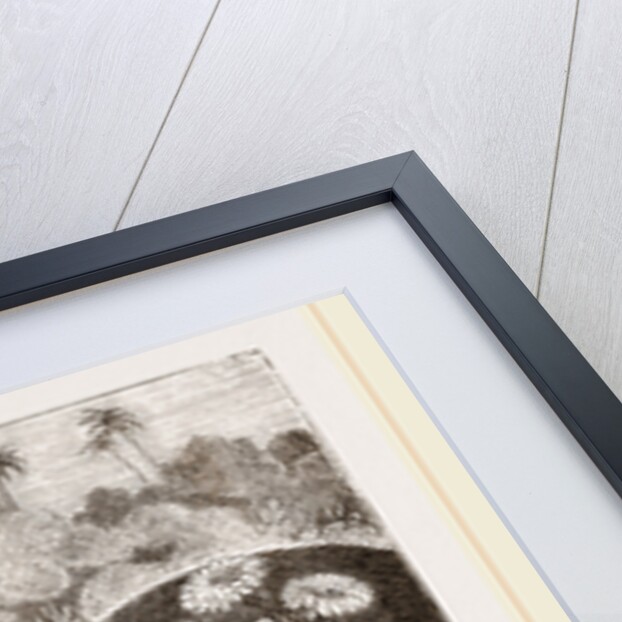 Egyptian Ichneumons by Anonymous