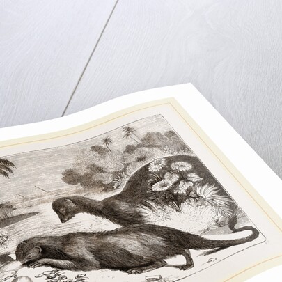 Egyptian Ichneumons by Anonymous