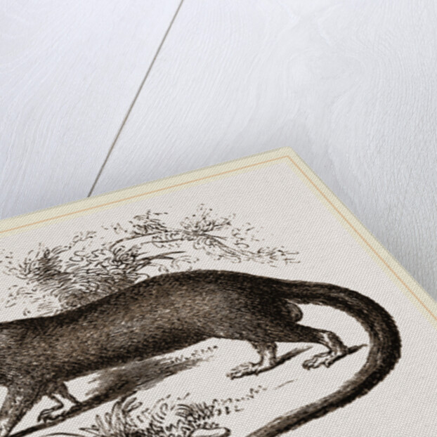 Garangan by Anonymous