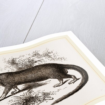 Garangan by Anonymous