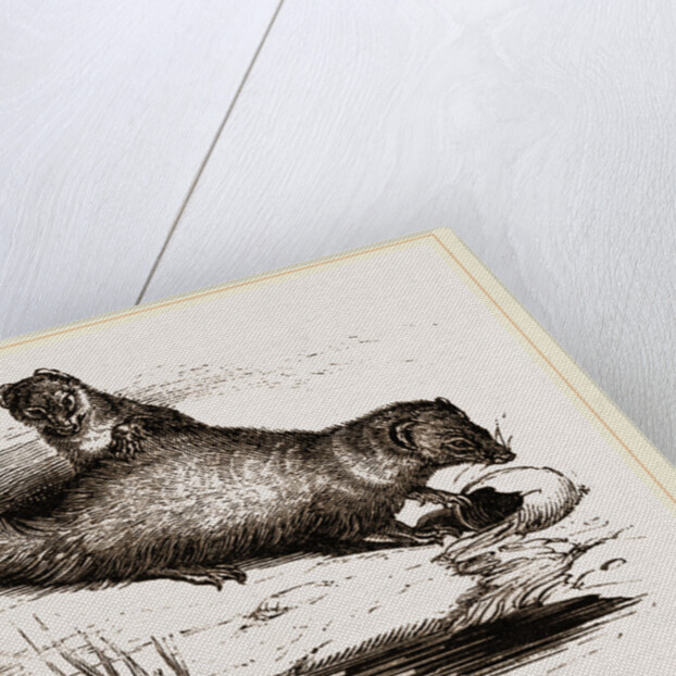 Indian Ichneumons by Anonymous