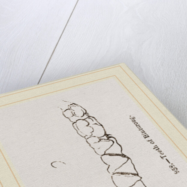 Teeth of Binturong by Anonymous