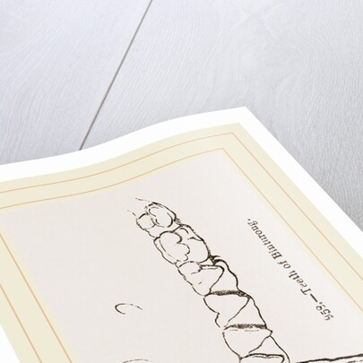 Teeth of Binturong by Anonymous