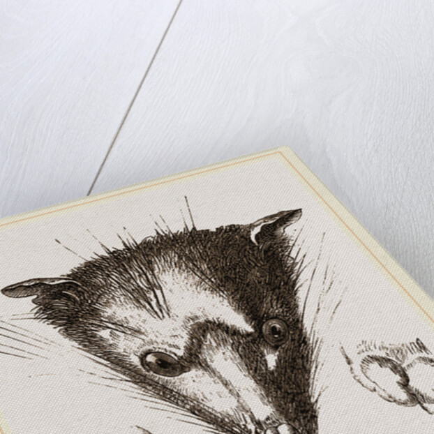 Head of Delundung by Anonymous