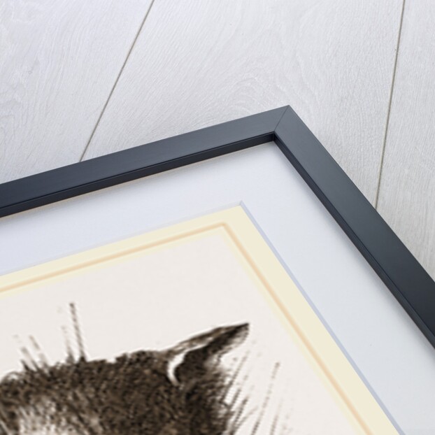 Head of Delundung by Anonymous