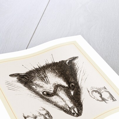 Head of Delundung by Anonymous