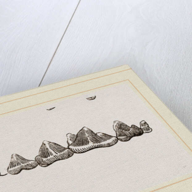 Teeth of Ichneumon by Anonymous