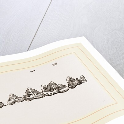 Teeth of Ichneumon by Anonymous