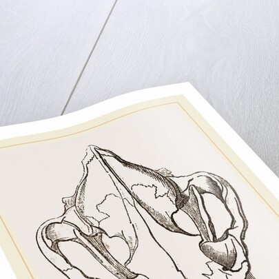 Skull of Spotted Hyaena by Anonymous