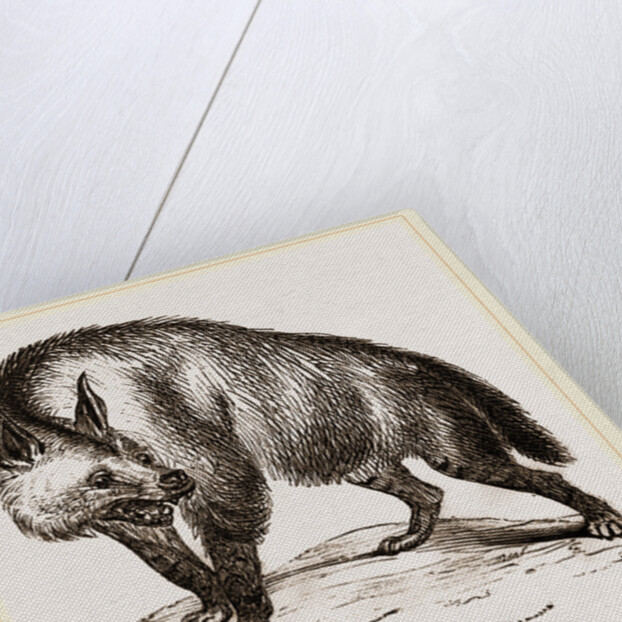 Villose Hyena by Anonymous