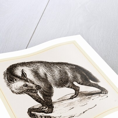 Villose Hyena by Anonymous
