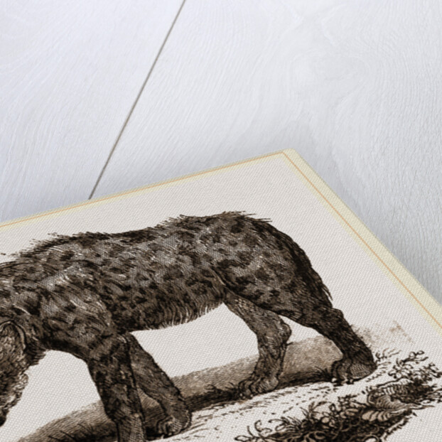 Spotted Hyena by Anonymous