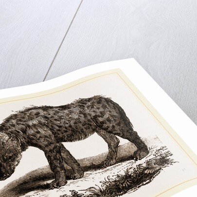 Spotted Hyena by Anonymous