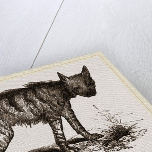 Striped Hyena by Anonymous