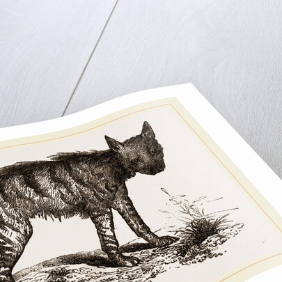 Striped Hyena by Anonymous