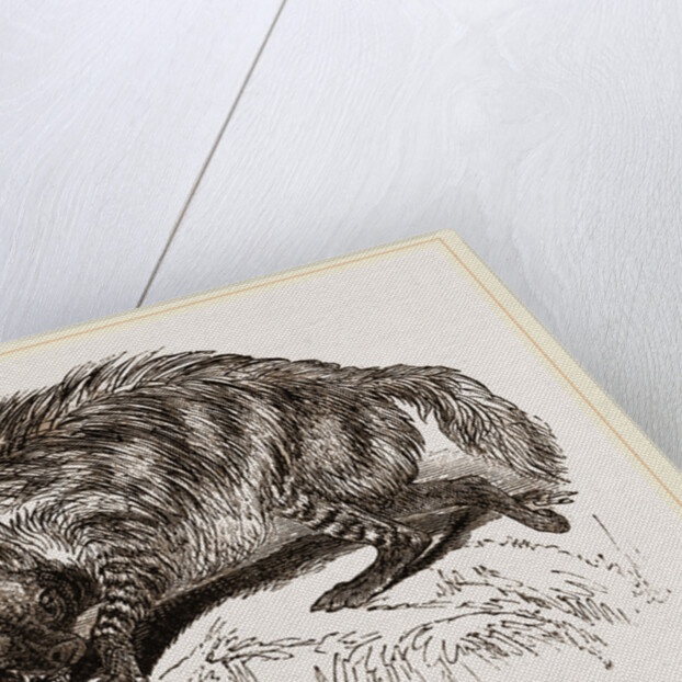 Striped Hyena by Anonymous