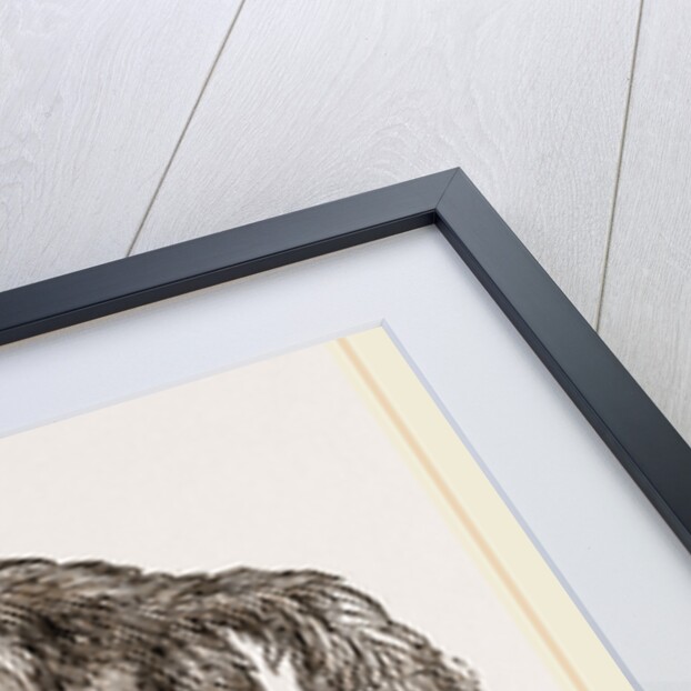 Striped Hyena by Anonymous