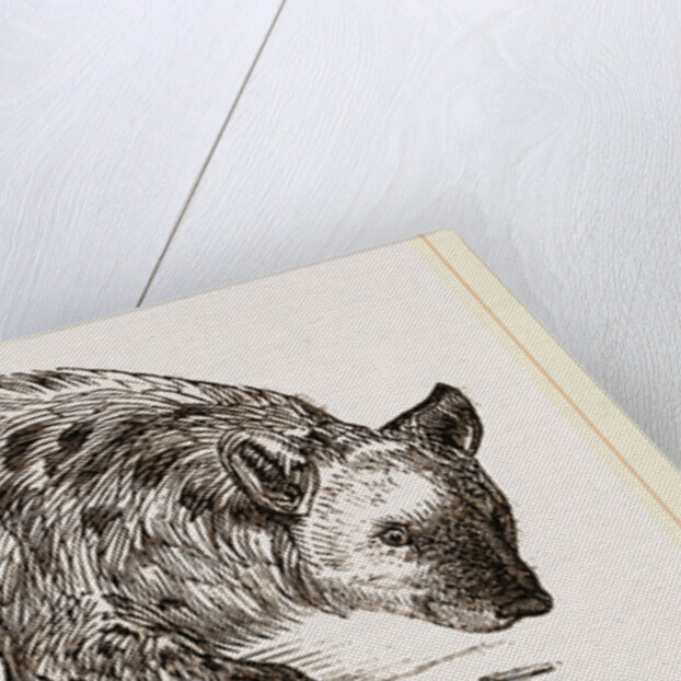 Spotted Hyena by Anonymous