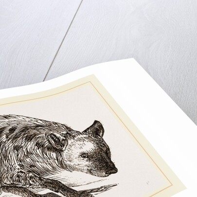 Spotted Hyena by Anonymous