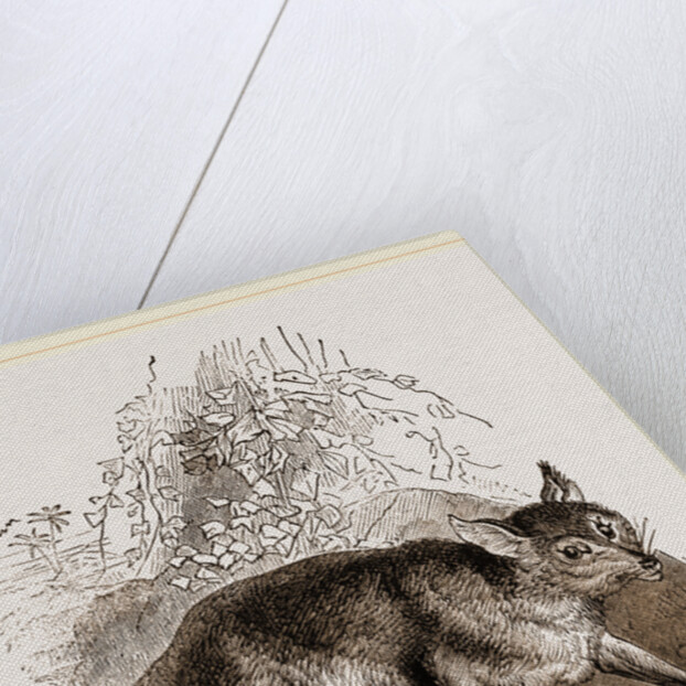 Egyptian Fox by Anonymous