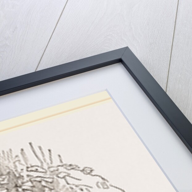 Egyptian Fox by Anonymous