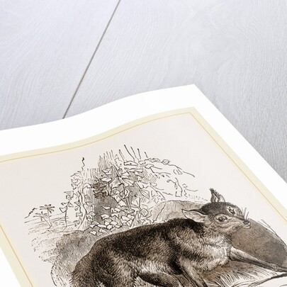 Egyptian Fox by Anonymous