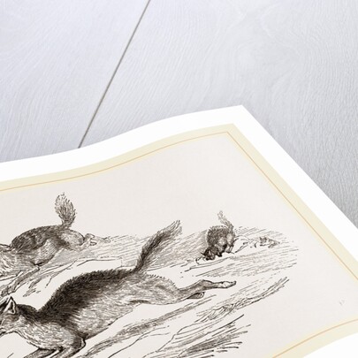 Jackals by Anonymous