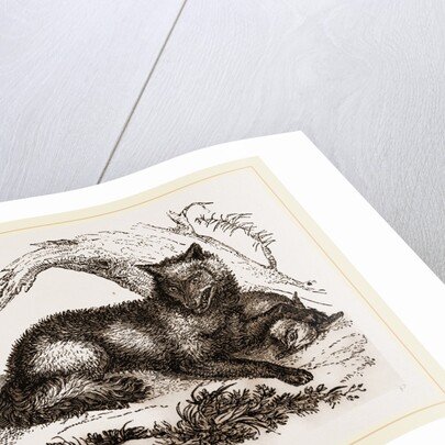 Dusky or Clouded Wolf by Anonymous