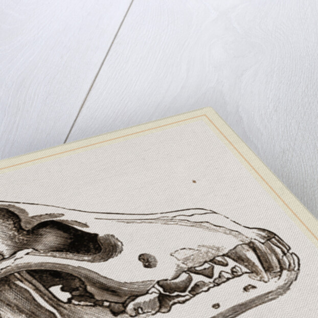 Skull of European Wolf by Anonymous