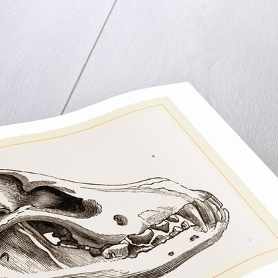 Skull of European Wolf by Anonymous