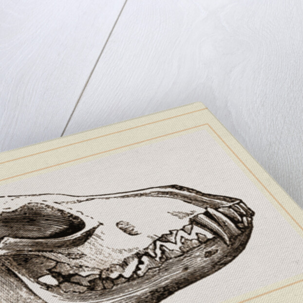 Skull of Jackal by Anonymous