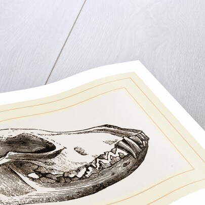 Skull of Jackal by Anonymous