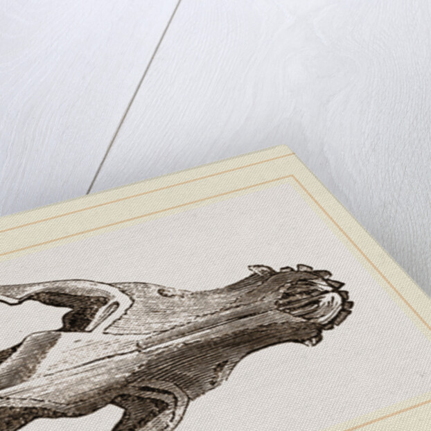 Skull of Jackal by Anonymous