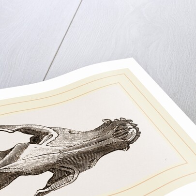 Skull of Jackal by Anonymous