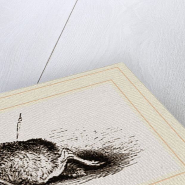 Wolf in Trap by Anonymous